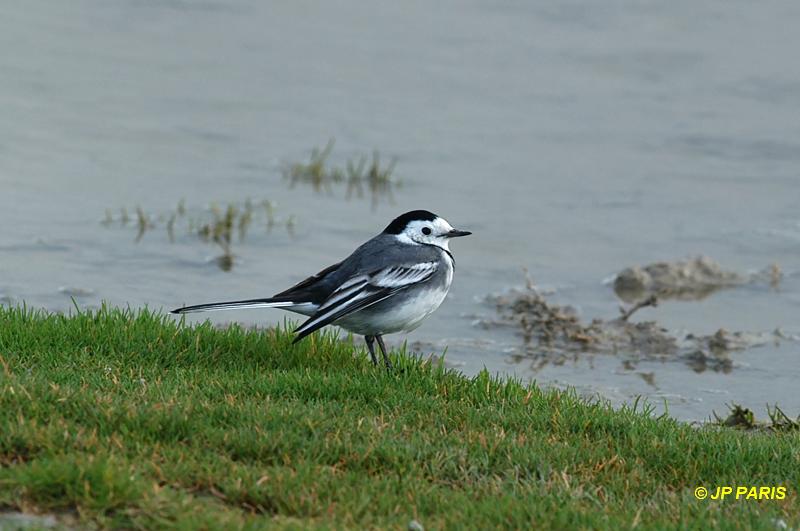 Motacilla alba yarrellii